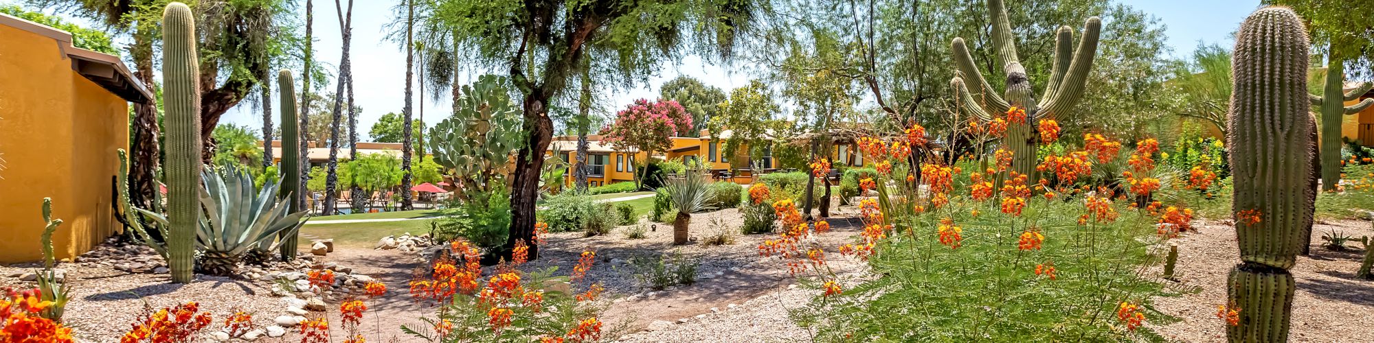 A desert garden landscape with various cacti, flowering plants, and trees under a clear blue sky. Paths are lined with rocks for decoration.