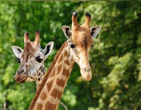 The image shows two giraffes standing close together, surrounded by greenery.