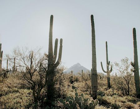 The image shows a desert landscape with tall cacti and sparse vegetation, with a mountain in the background under a clear sky.