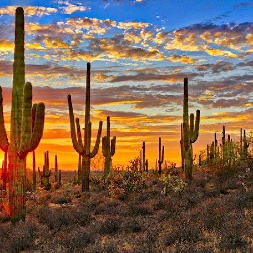 The image shows a desert landscape with tall cacti and a colorful sunset sky with scattered clouds.