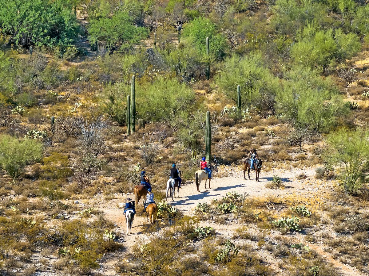 A group of people is riding horses on a dirt path through a desert landscape dotted with cacti and scrub vegetation.