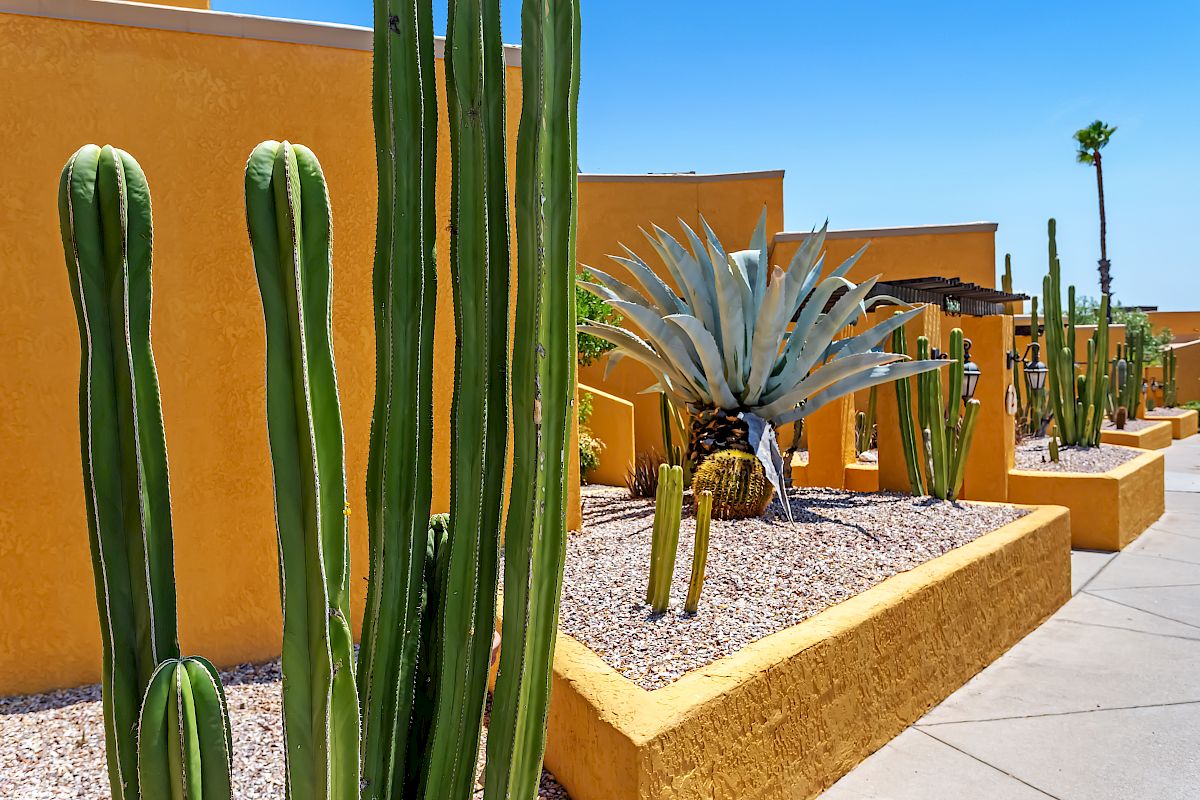 The image shows a desert landscape with tall cacti and succulent plants against yellow stucco walls, under a clear blue sky.