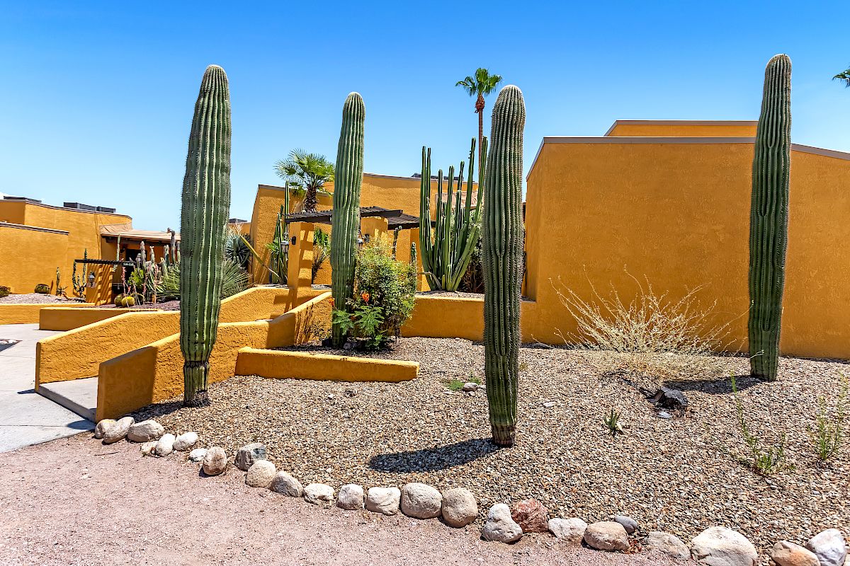The image shows a desert landscape with tall cacti, a path lined with stones, and yellow adobe-style buildings in the background under a clear blue sky.