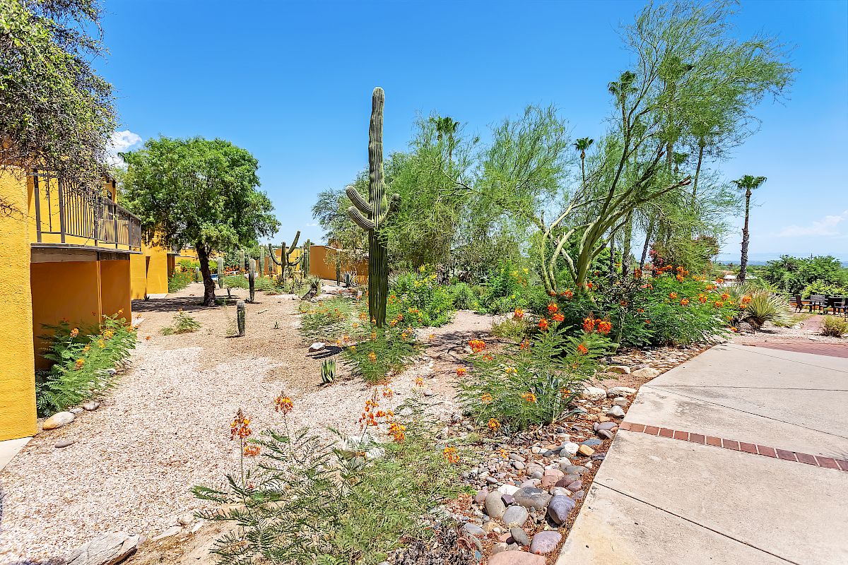 A desert landscape with various cacti, shrubs, and small trees along a walkway near yellow buildings, on a sunny day.