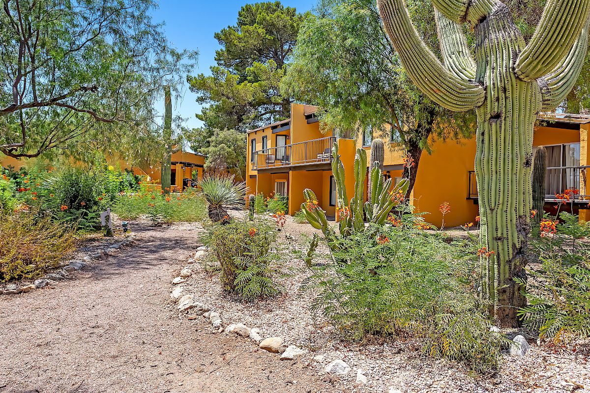 A desert landscape with a path, cactus plants, and yellow buildings. Trees and shrubs are also visible in the sunny environment.